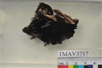 藏品(大卷尾)的圖片